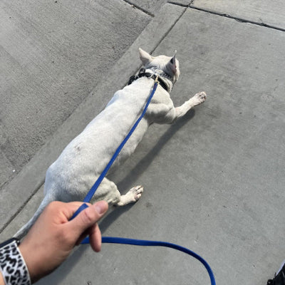 Longe pour chien ChouetteThe il marche avec sa longe bleu, chien