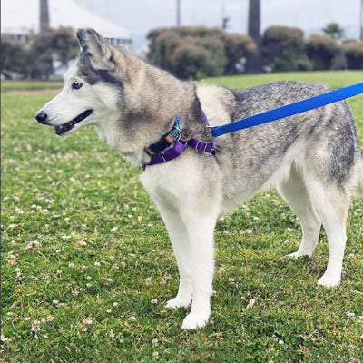 Longe pour chien DinoDogLeash, arrêter de marcher avec laisse bleu, chien