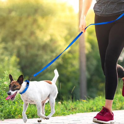 Longe pour chien DinoDogLeash il court avec la laisse bleue chien