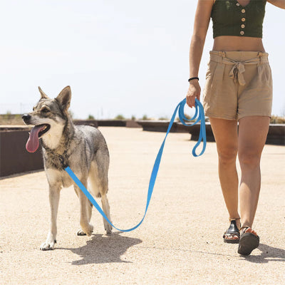 Longe pour chien DinoDogLeash marche avec laisse bleu, chien