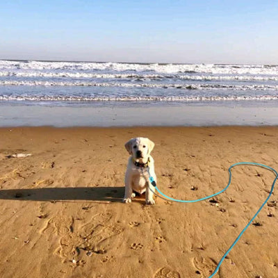 Longe pour chien MoukDogsLeashs assis avec laisse bleu chien