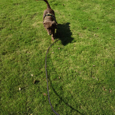 Longe pour chien MoukDogsLeashs marche avec laisse noir chien