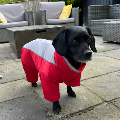 Manteau pour chien CoatFinales noir rouge chien