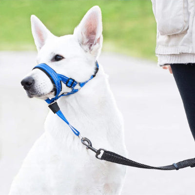 Muselière CansDogsMuzzlesCans assis blanc bleu chien