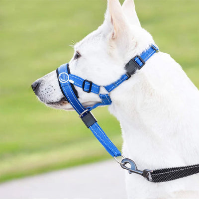 Muselière CansDogsMuzzlesCans assis bleu blanc chien