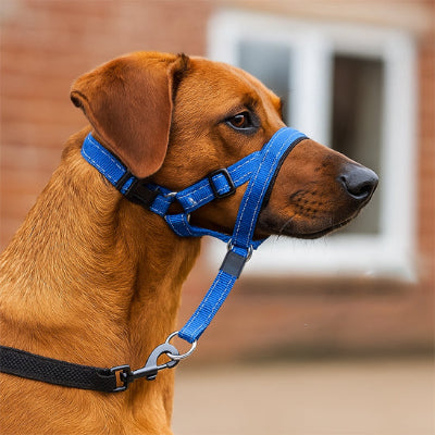 Muselière CansDogsMuzzlesCans bleu assis brun chien