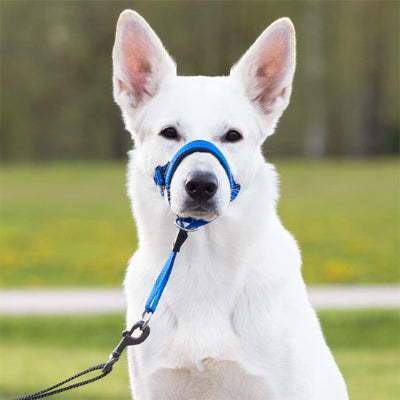 Muselière CansDogsMuzzlesCans bleu assis regarde blanc chien