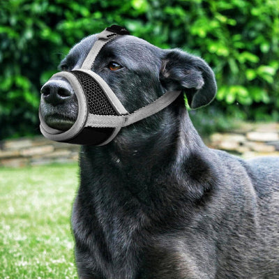 Muselière pour chien MuzCan gris noir debout chien