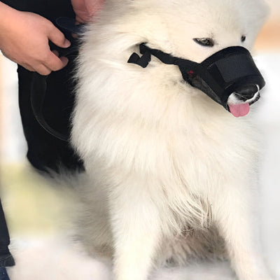 Muselière pour chien MuzNine assis blanc noir chien
