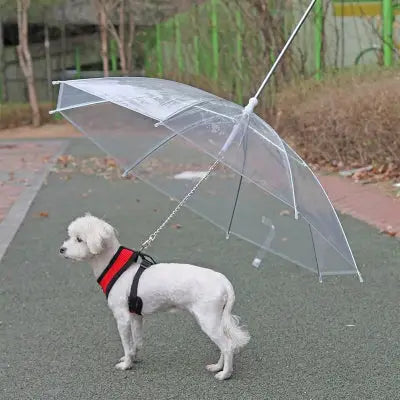 Parapluie chien SnowBoardDog, clair, blanc, regarde, chien