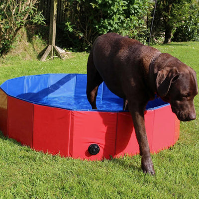 Piscine pour chien CaninePool qui veut débarquer chien