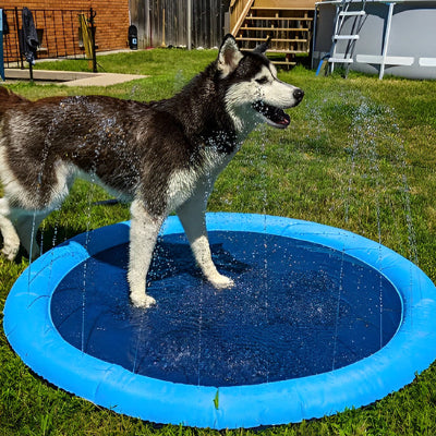 Piscine pour chien PoolDog noir jouets passer debout chien