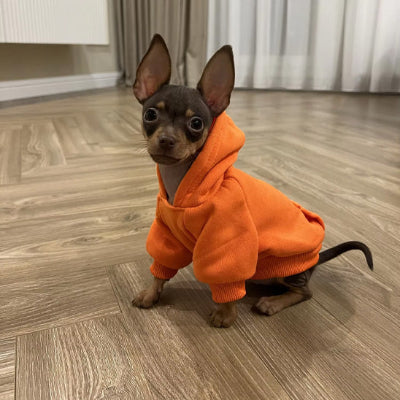 Pull chien DogCanineCoatPerson assis orange chien