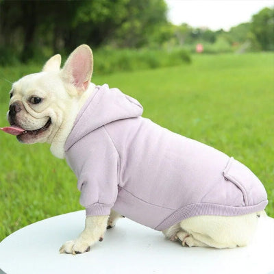 Pull chien DogCanineCoatPerson assis violet chien
