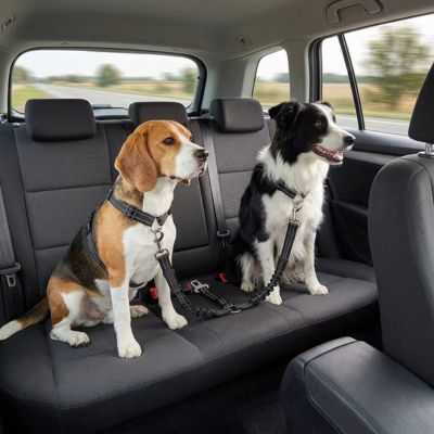 Sécurité chien ComfortProtection noir assis chien