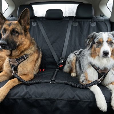 Sécurité chien ComfortProtection noir couche chien