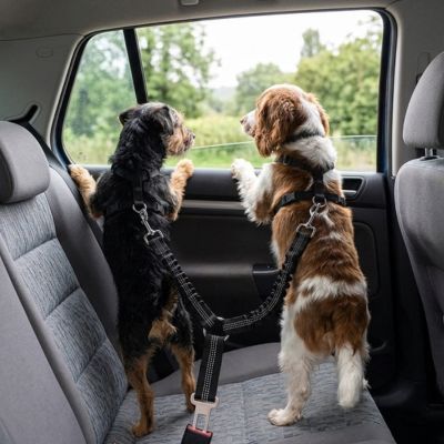 Sécurité chien ComfortProtection noir debout chien