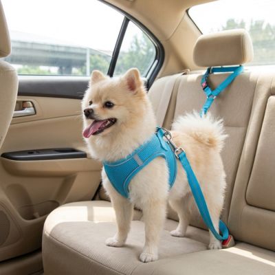 Sécurité chien ConvenienceProtection bleu debout blanc chien