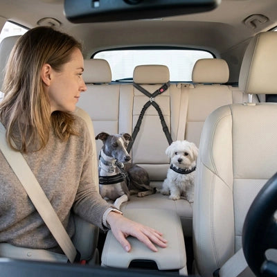 Sécurité chien OptimalComfort noir femme regarde chien