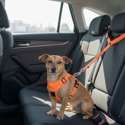 Sécurité chien ProtectionComfort orange assis chien