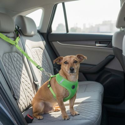 Sécurité chien ProtectionComfort vert assis brun chien