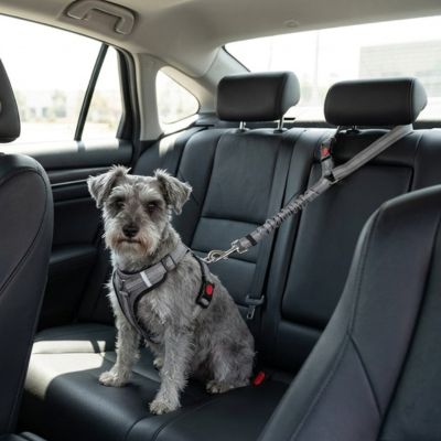 Sécurité chien SafetyComfort gris assis chien