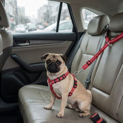 Sécurité chien SafetyComfort rouge assis blanc chien