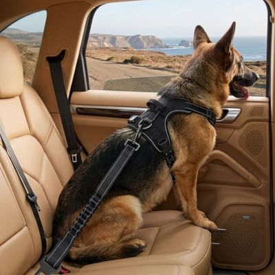 Sécurité chien TheSafeTravel noir assis brun noir chien