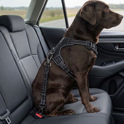 Sécurité chien TheSafeTravel noir assis chien