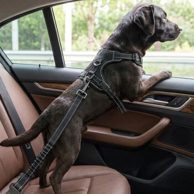 Sécurité chien TheSafeTravel noir debout chien