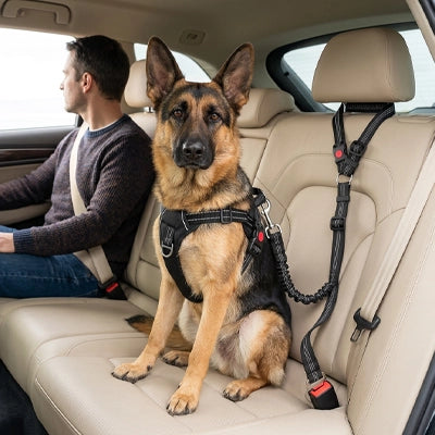 Sécurité chien TopNotchComfort noir assis homme chien