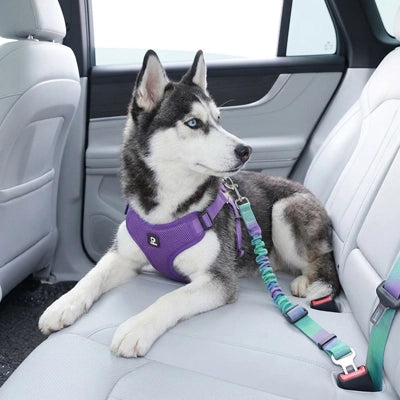 Sécurité chien UltimateComfort vert violet attache chien