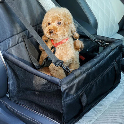 Siège auto chien ProtectionComfort noir, regarde, assis chien