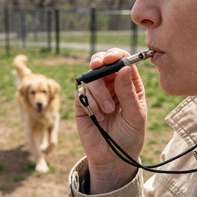 Sifflet ultrason pour chien TheEffective noir marche chien