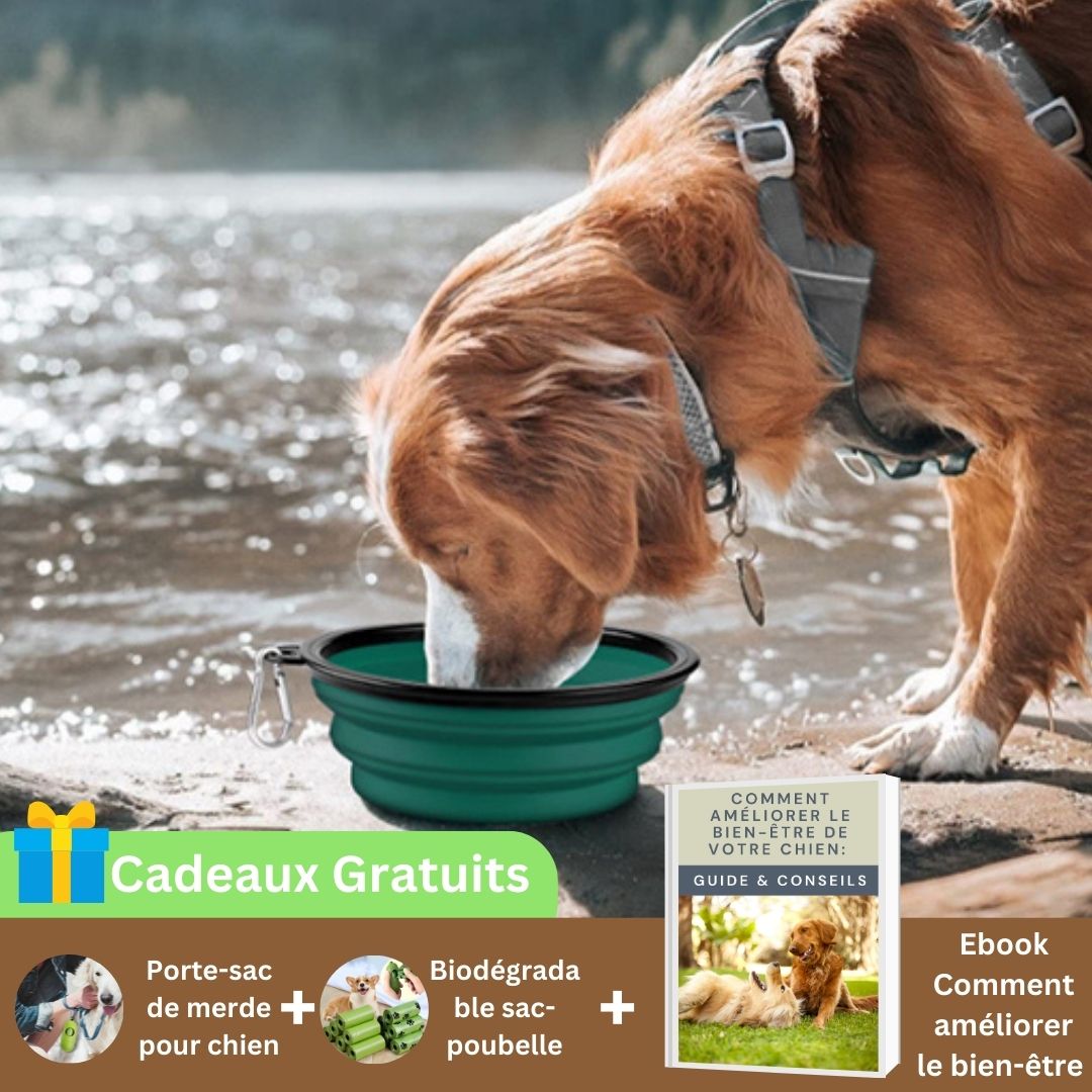 Support-gamelle-chien-DogBow-vert