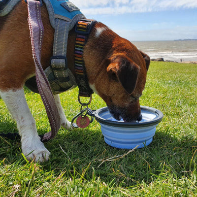 Support gamelle chien DogBowl bleu brun chien