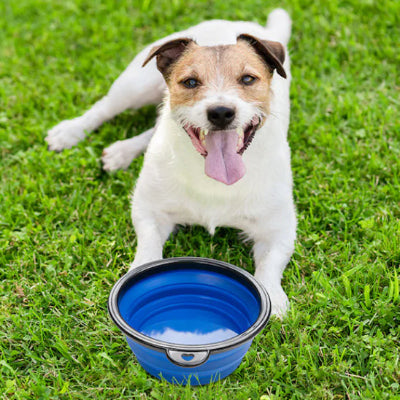 Support gamelle chien DogBowl bleu coucher crème chien