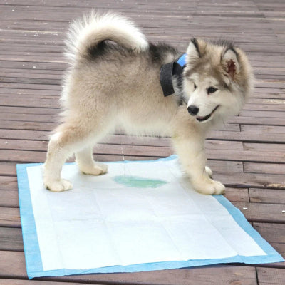 Tapis pour chien AbsorLayer couche gris blanc chien