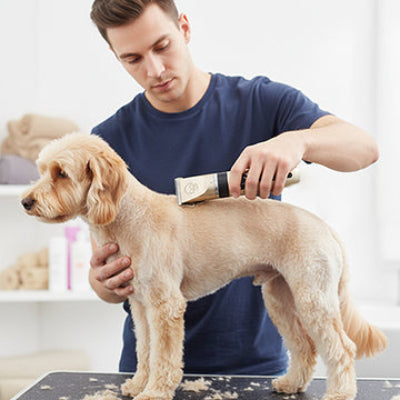 Tondeuse pour chien ProfessionallyQuiet or debout brun chien