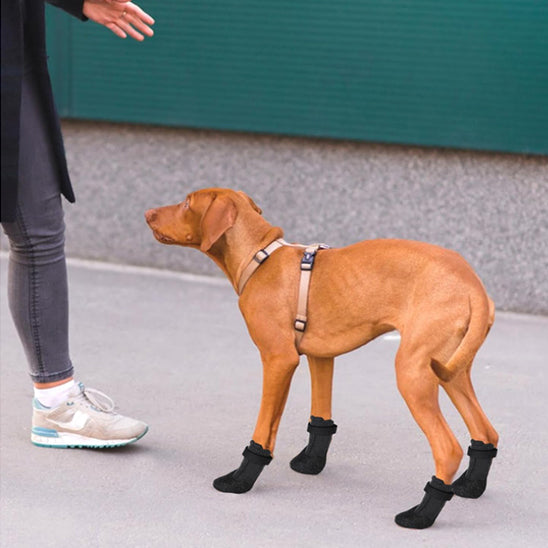 chaussure-chien-marche-vers-son-maitre