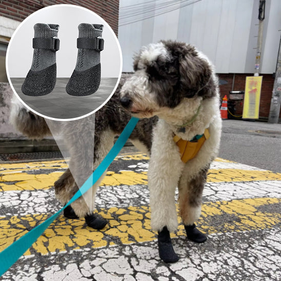 chaussure-chien-regarde-vers-la-gauche