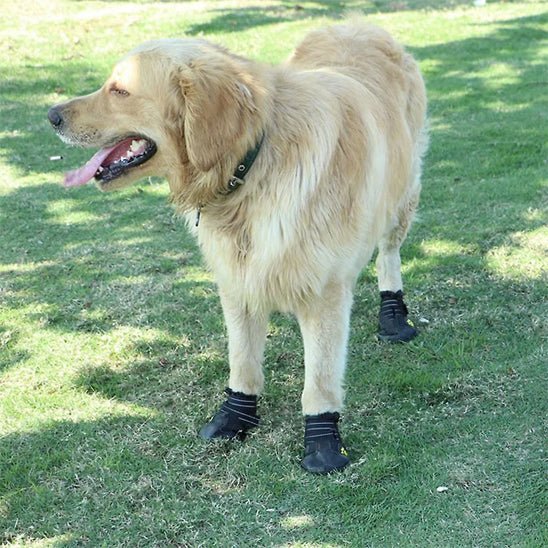 chaussure-pour-chien-for-chien-noir