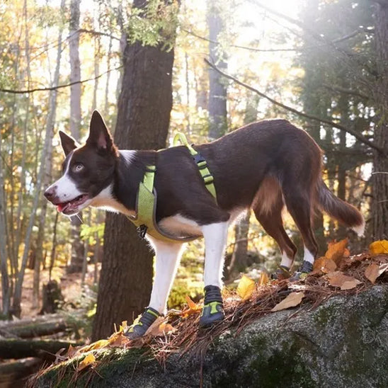 chaussure-pour-chien-for-vert-brun
