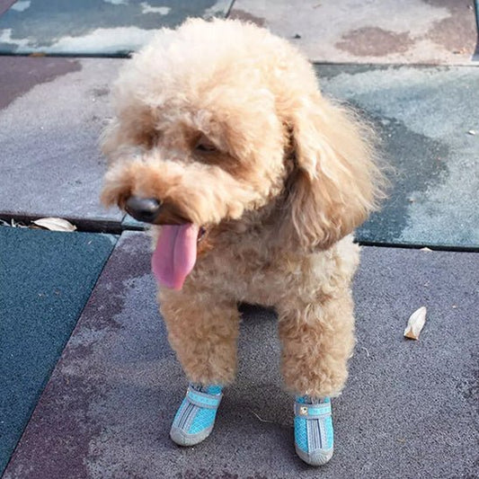 chaussure-pour-chien-shoes-chien-bleu-brun