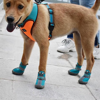 chaussure-pour-chien-shoes-chien-bleu