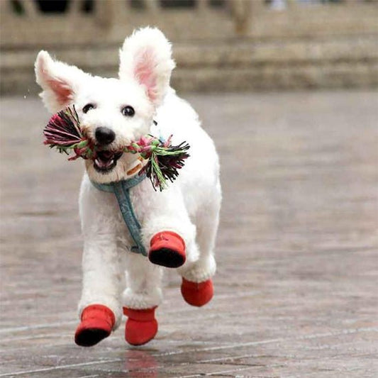 chaussures-pour-chien-dogsfor-chien-rouge