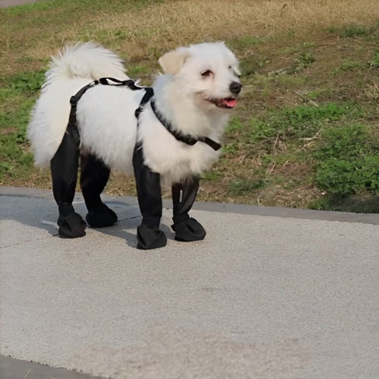 chaussures-pour-chien-fordogs-chien-noir