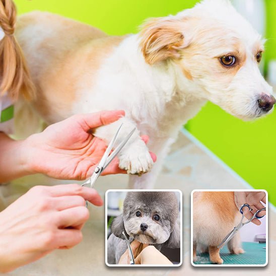 ciseaux-de-toilettage-pour-chien-scissors-chien-blanc-gris