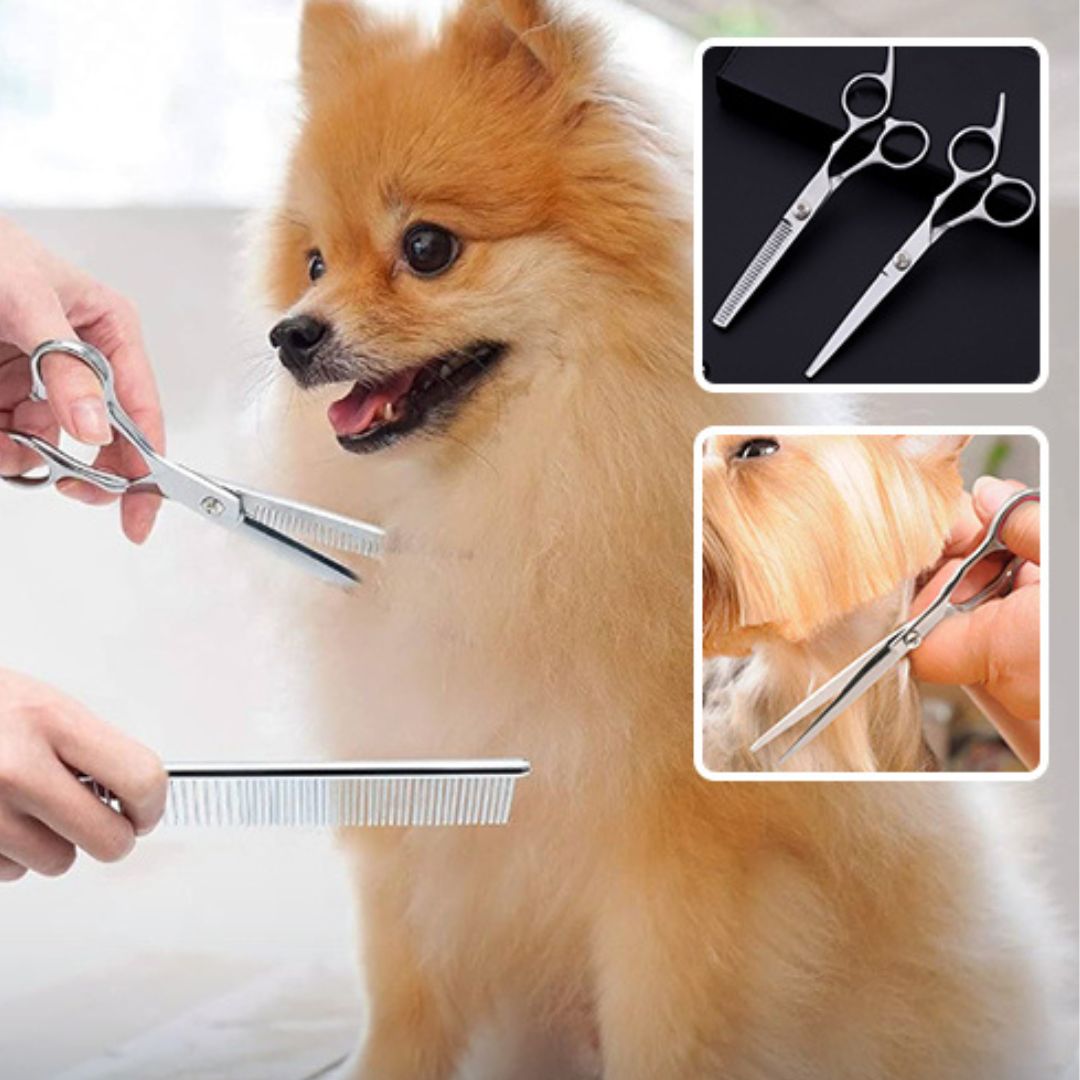 ciseaux-de-toilettage-pour-chien-scissors-chien-brun-blanc
