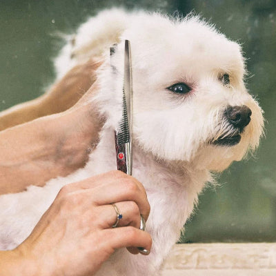 Ciseaux de toilettage pour chien Scissors chien coupé